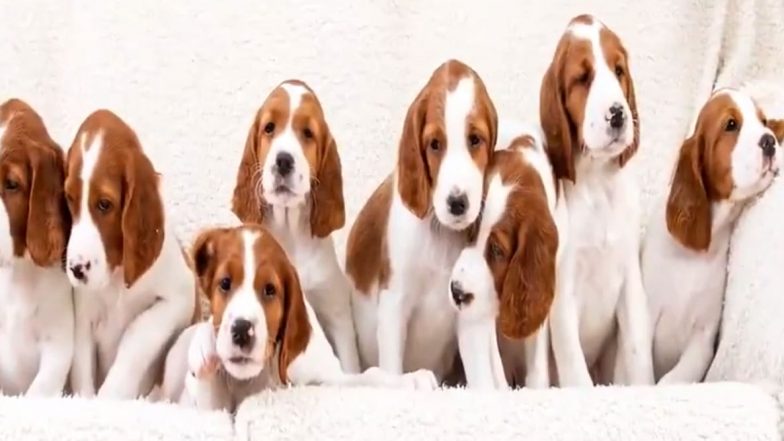 Dog Gives Birth to 10 Irish Red and White Setter, Puppies of Britain's Rarest Breed (Watch Video)