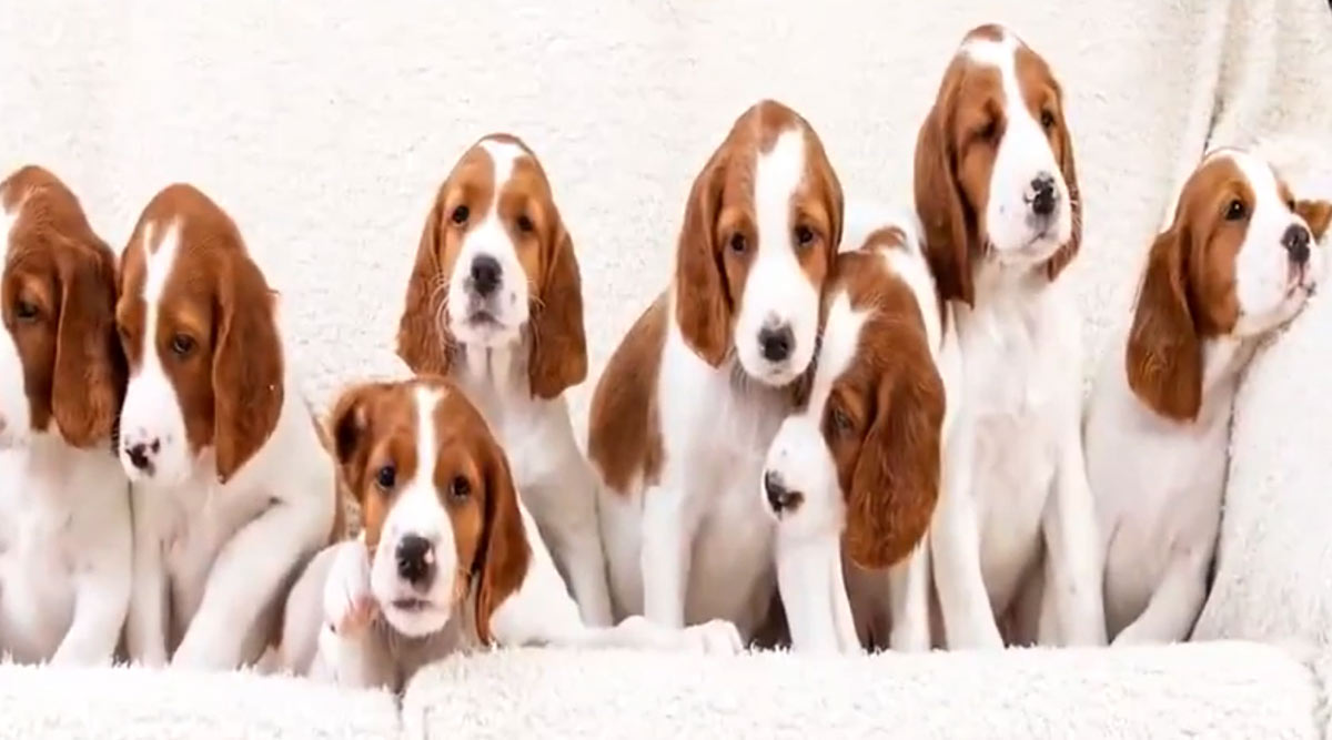 Dog Gives Birth To 10 Irish Red And White Setter Puppies Of