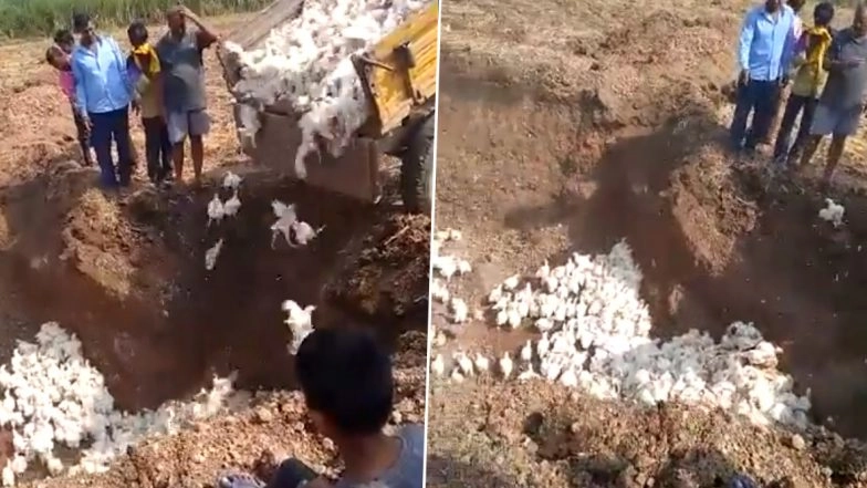 Coronavirus Scare: Farmer Buries 6,000 Chickens Alive in Karnataka's Belagavi Amid Fall In Prices Due To COVID-19, Shocking Video Goes Viral
