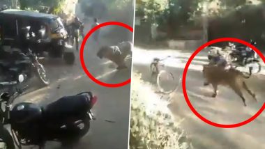 Man vs Wild: Lion Charges Towards Villagers in Gujarat's Madhavpur, Viral Video Scares Netizens