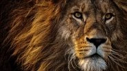 Unable to View Lion in 3D in Your Space? Here&rsquo;re 10 HD Wallpapers and Photos of Lions, the Mighty King of the Jungle for Free Download Online