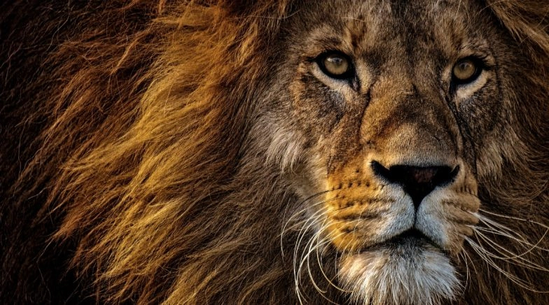 Unable to View Lion in 3D in Your Space? Here’re HD Wallpapers & Photos of Lions For Free Download