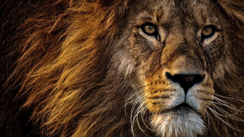 Gujarat Woman Delivers Baby Inside Ambulance After Pride of Lions Blocks Road in Gir Somnath Forests