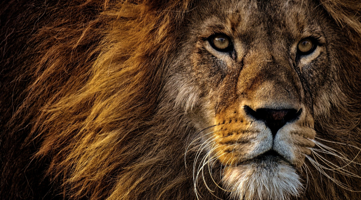 Unable to View Lion in 3D in Your Space? Here're 10 HD Wallpapers and  Photos of Lions, the Mighty King of the Jungle for Free Download Online |  👍 LatestLY