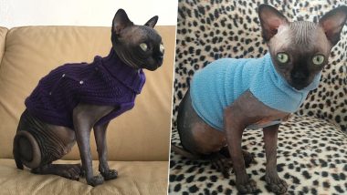 Hairless Sphynx Cat That Looks Like Bat With Big Eyes and Ears Becomes Internet's Favourite, Gains Thousands of Followers (Pictures and Videos)