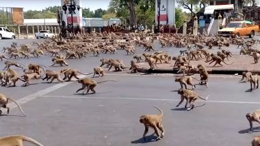 Coronavirus in Thailand: Hundreds of Monkeys Throng Deserted Roads in Lopburi For One Banana As Deadly Disease Keeps Tourists At Bay (Watch Video)