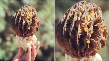 Morel Mushrooms Grow in J&K, Know Everything About Kanagaech or Gucci, One of The World's Most Expensive Edible Mushrooms (View Pic)