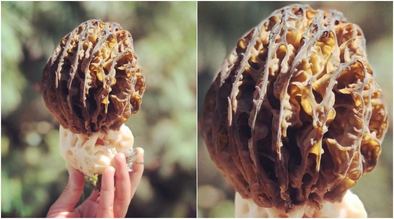 Morel Mushrooms Grow in J&K, Know Everything About One of World's Most Expensive Edible Mushrooms