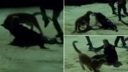 Colorado Female Cop Fights Off Mountain Lion With Bare Hands to Save a Civilian! (Watch Video)