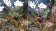 Video of Mysterious Looking Insect Goes Viral, Twitterati Marvels at Nature's Creation of 'Lichen Katydid'