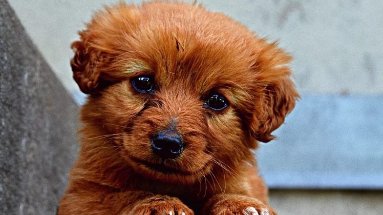 National Puppy Day 2020: Adorable Videos of Cute Puppies That Will Make You Smile!