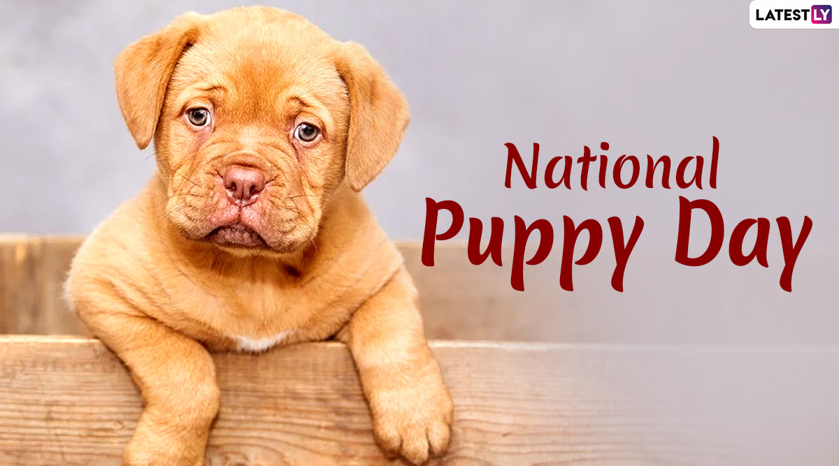 Festivals & Events News National Puppy Day 2020 Date, History