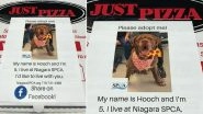 New York Pizzeria Puts Pet Adoption Appeals on Pizza Boxes, Unique Idea Helps Animals Get Homes