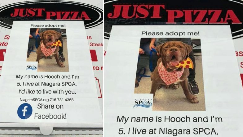 New York Pizzeria Puts Pet Adoption Appeals on Pizza Boxes, Unique Idea Helps Animals Get Homes