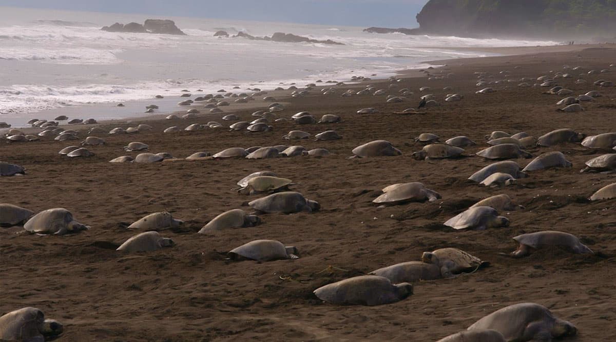 Lakhs of Olive Ridley Turtles Start Nesting on Odisha Coast at Gahirmatha Beach and Rushikulya Rookery As India Is on Coronavirus Lockdown (See Pictures and Videos) Lakhs of Olive Ridley Turtles Start Nesting on Odisha Coast at Gahirmatha Beach and Rushikulya Rookery As India Is on Coronavirus Lockdown (See Pictures and Videos)