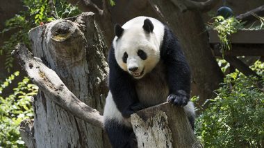 National Panda Day 2020: Adorable Videos of Giant Pandas Prove Why They're Much Loved Animals
