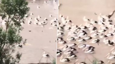 Pelicans Return in Hundreds to Australia’s Barwon River After Rainfall (Watch Video)