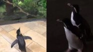 Penguins Roaming Freely in Chicago Aquarium After It Got Closed Due to Coronavirus Delight Netizens (Watch Video)
