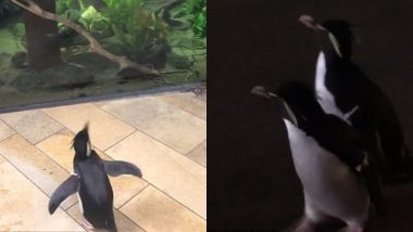 Penguins Roaming Freely in Chicago Aquarium After It Got Closed Due to Coronavirus Delight Netizens (Watch Video)