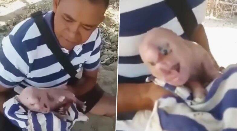 Pig With Human Face Born in Venezuela, Watch Shocking Video of Mutant Animal 