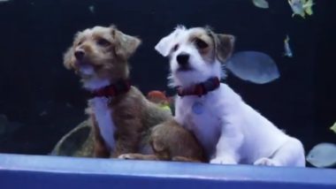 Cuteness Overload! Puppies Visit Georgia Aquarium During Coronavirus Lockdown And Make New Friends, Watch Adorable Videos