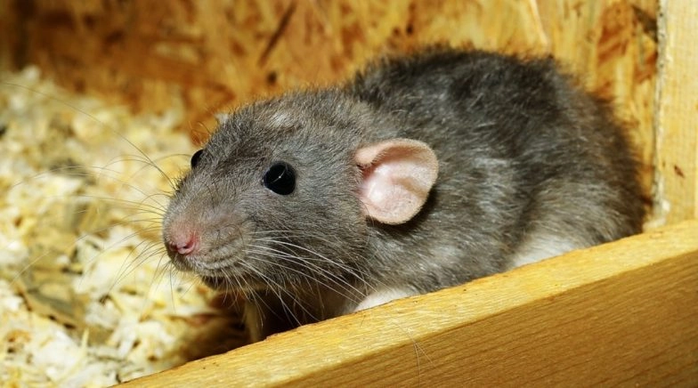 Hantavirus Causes, Symptoms & Prevention: Know Everything From Transmission, Vaccine to Cure of HPS