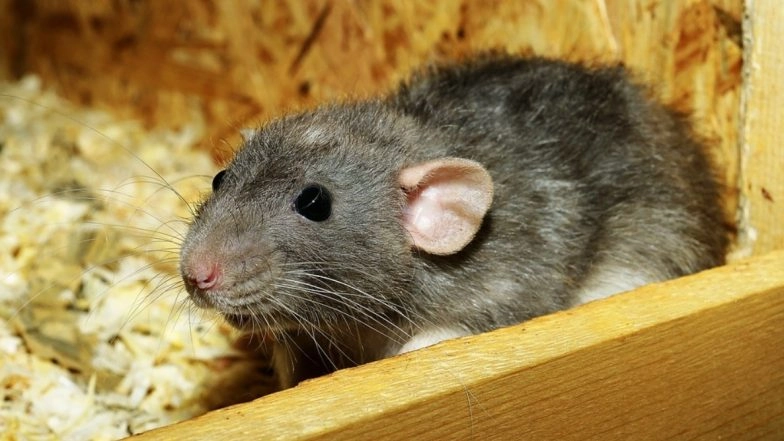 Hantavirus Outbreak on Cruise Ship: MV Hondius Passengers Could Face up to 8 Weeks in Quarantine
