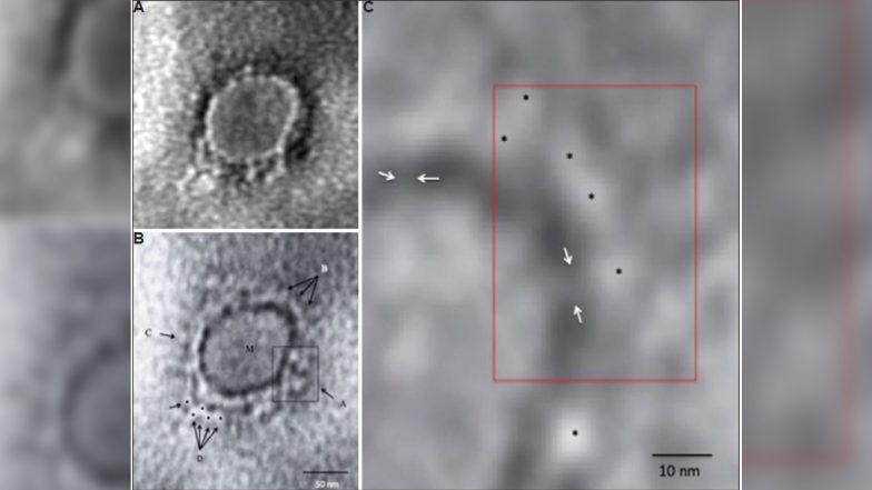 What Does COVID-19 Look Like? Indian Scientists Reveal Microscopic Image of SARS-CoV-2 Virus Causing Coronavirus Pandemic