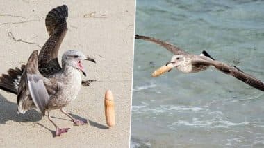 Seagulls Spotted Playing With a Dildo at California Beach, Pics Taken by Wildlife Photographer Go Viral