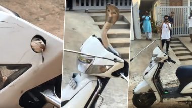 Ssscary Ride! Cobra Found Hissing Inside Handle of Scooty, Watch The Snake Rescue Video That Will Make Your Skin Crawl