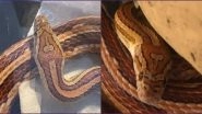 Snake Has Penis Pattern on Its Skin, Family Names it D*ckhead (View Pics)