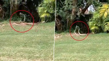 Video of Two Snakes Dancing in Golf Course Leaves Netizens Confused if They Are Mating or Fighting