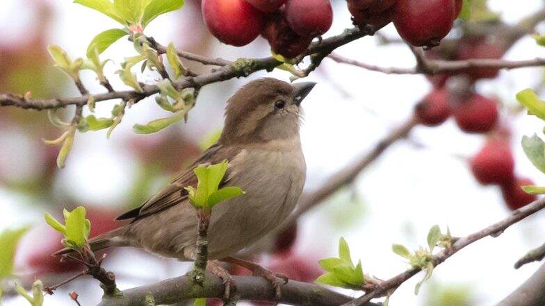 Happy World Sparrow Day 2021! Twitteratti Shares Sparrow Pics, Quotes, Signal Wishes, Telegram Greetings, GIFs & Videos on Micro-Blogging Site