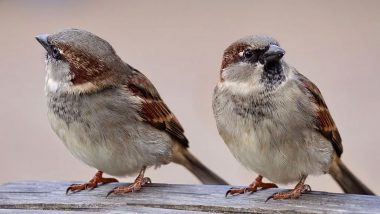 On World Sparrow Day 2020, Know Some Ways to Save The Disappearing House Sparrows