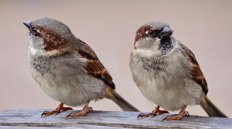 On World Sparrow Day 2020, Know Some Ways to Save The Disappearing ...