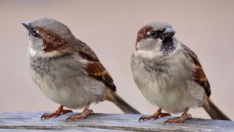 On World Sparrow Day 2020, Know Some Ways to Save The Disappearing House Sparrows