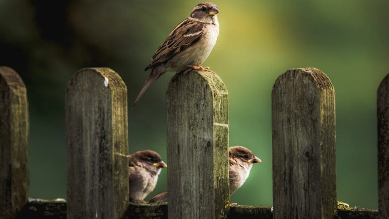 World Sparrow Day 2020: A Look at House Sparrows That is Disappearing From Our Cities