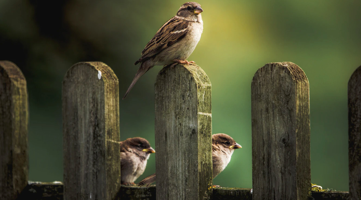 Sparrow Day | World Sparrow Day 2020: A Look at House Sparrows That is Disappearing From Our ...