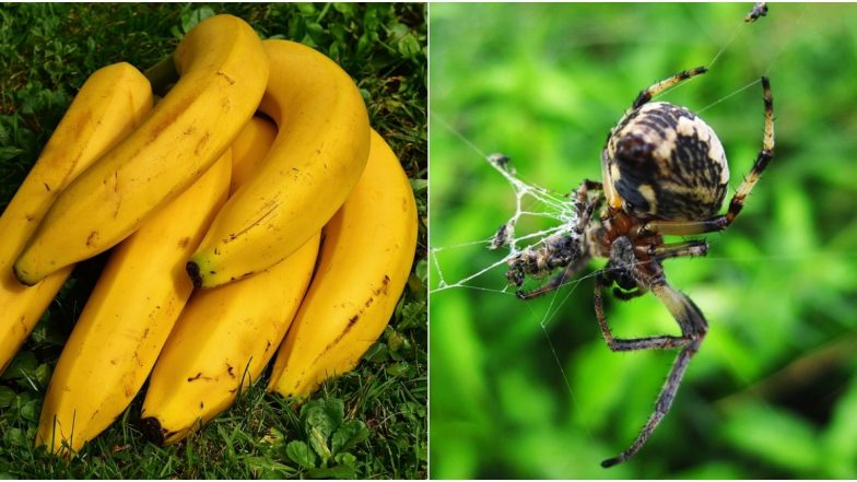 HORRIFIC! UK Man Finds Nest of Deadly Brazilian Spiders on a Banana