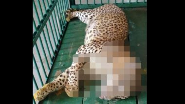 Leopard Named Suraj Dies at Nandankanan Zoological Park in Odisha