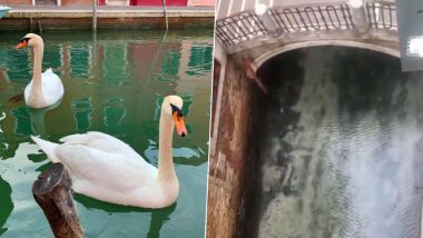 Venice Canals Become Clean, Fish And Swan Return, Smog Reduce Amid Coronavirus Lockdown in Italy (See Pictures And Videos)