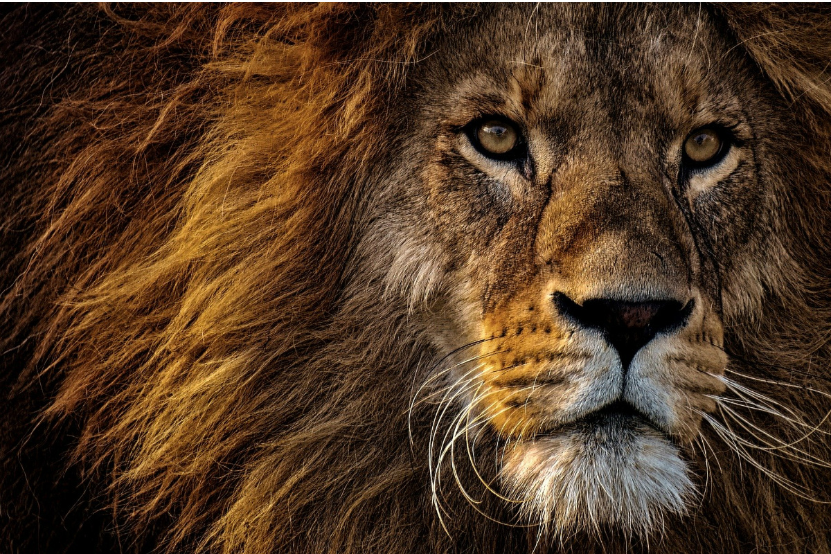 Unable To View Lion In 3d In Your Space Here Re 10 Hd Wallpapers And Photos Of Lions The Mighty King Of The Jungle For Free Download Online Latestly