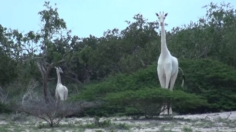 Rare 'White' Giraffes Killed by Poachers in Kenya, Only One Left in The World!