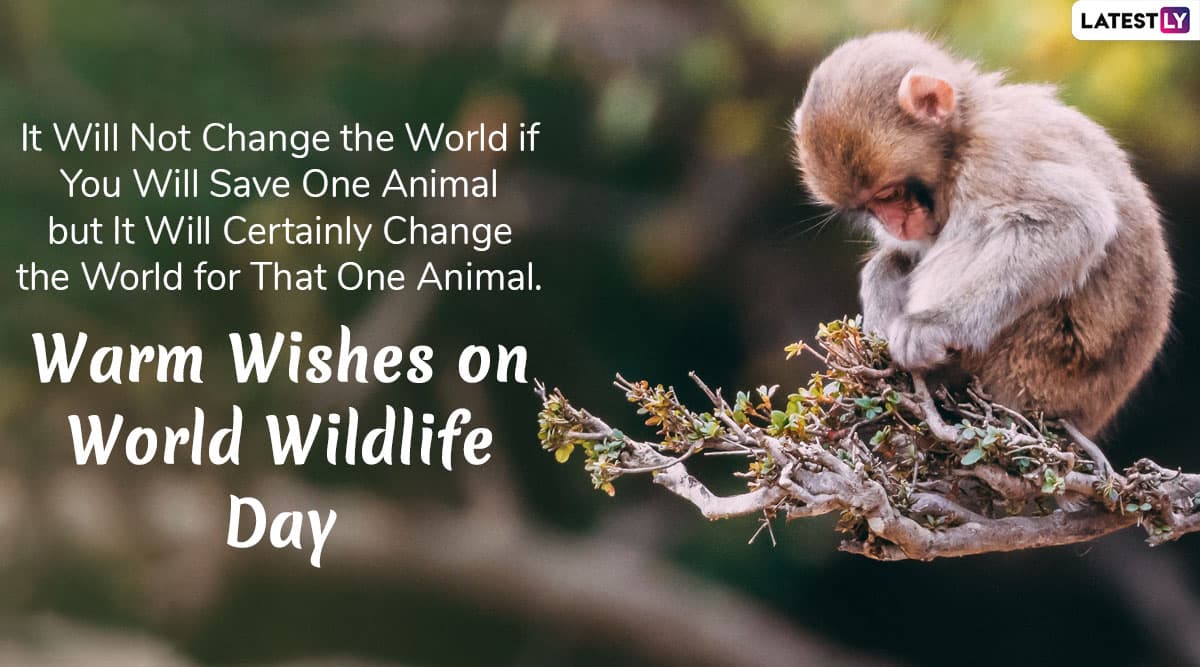 World Wildlife Day: Be the change wild animals need