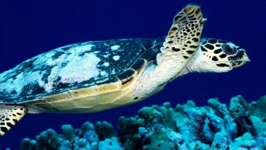 Loggerhead Turtle Yoshi Travels 37,000 Kms From South Africa to Australia After Being Released From Captivity of 20 Years