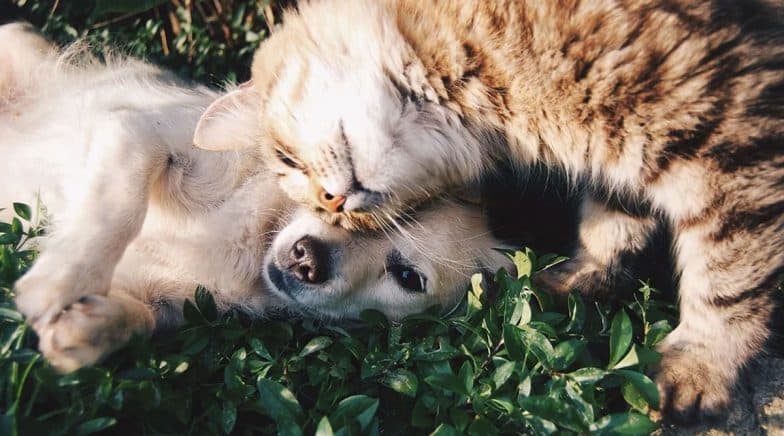 WHO Says Cats and Dogs Are Safe From Being Infected With COVID-19