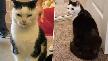 Perdita, ‘World’s Worst Cat’ Finds Purrfect New Home After Viral Facebook Post, Owner Insists She Is Happier and Paw-sitive Now (View Pics)