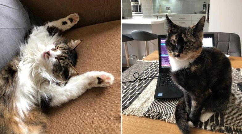 #QuarantineCats Are Helping Owners to Stay Pawsitive