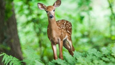 US Reports World’s First Case of COVID-19 in Wild White-Tailed Deer in Ohio