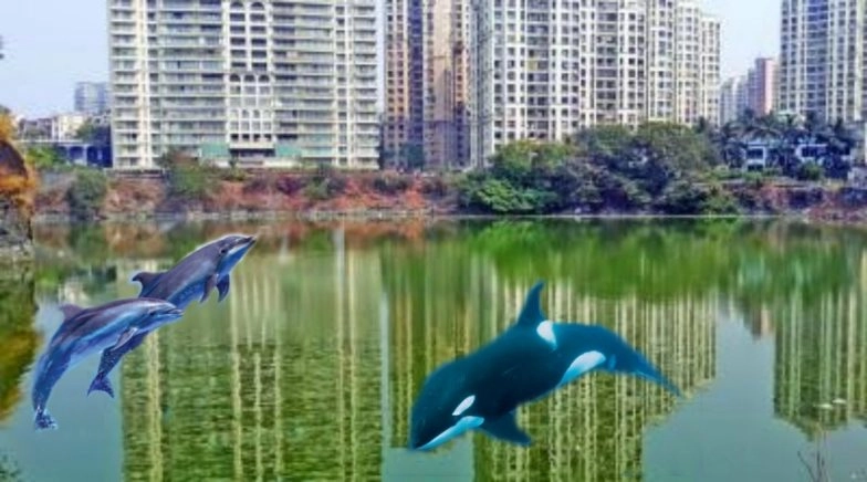 People Share Fake Funny Pics and Videos of Dolphins Seen in Thane and Powai Lakes 